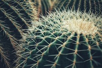 green cactus plant in close up photography