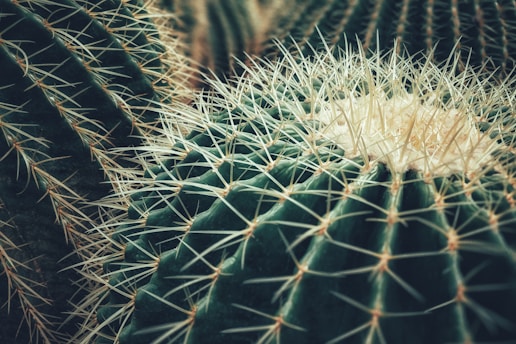 green cactus plant in close up photography