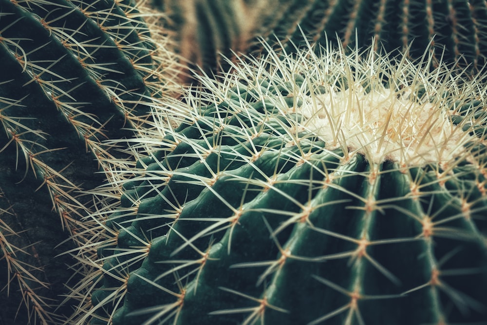 green cactus plant in close up photography