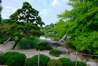 Peaceful garden area surrounded by pine trees and flowering shrubs near the hotel