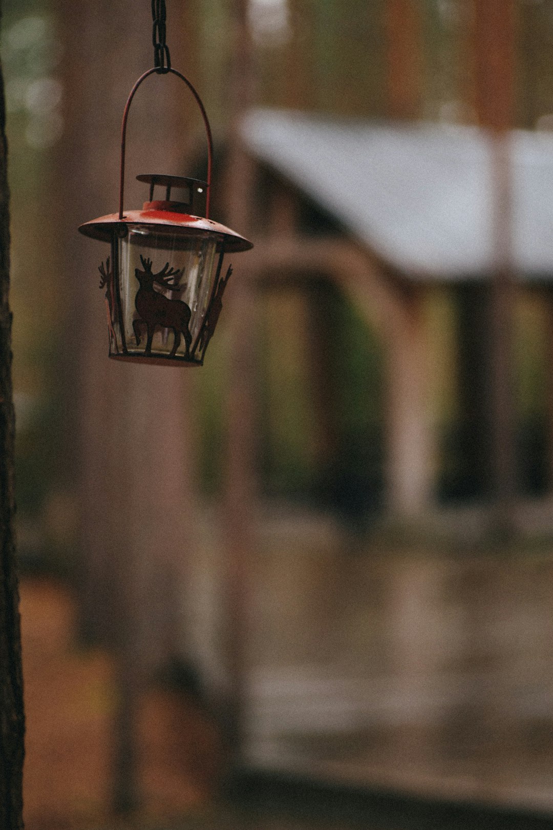 red and black bird on black bird feeder