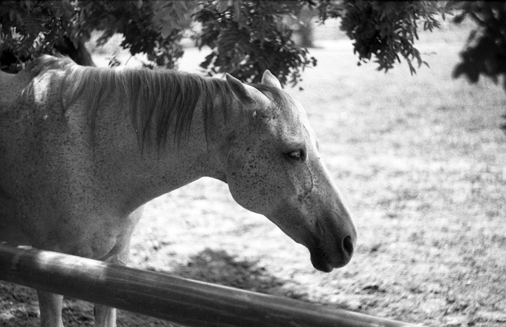 grayscale photo of horse near tree