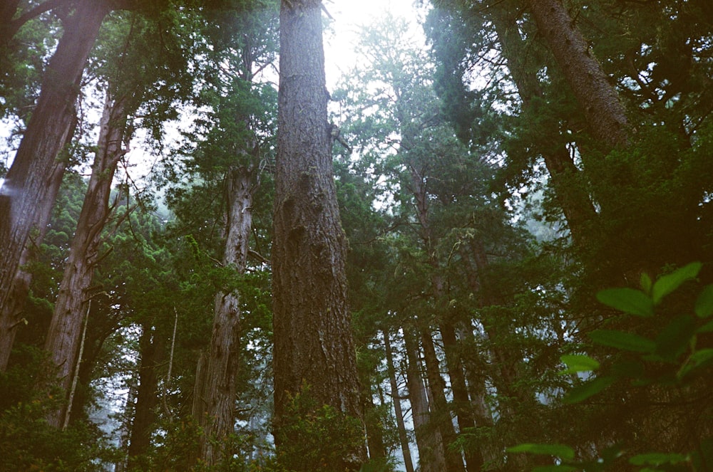 a forest filled with lots of tall trees