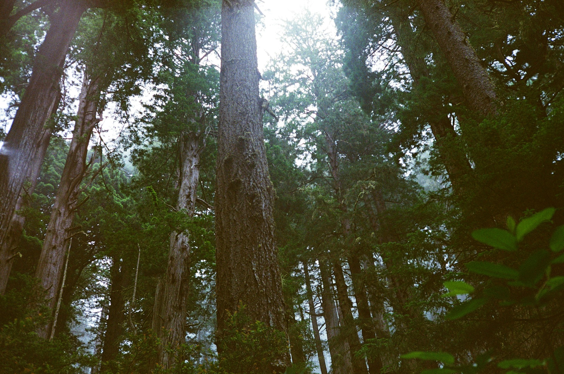 a forest filled with lots of tall trees