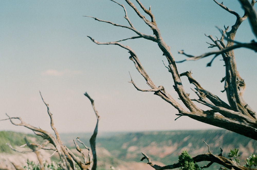 brown tree branch during daytime