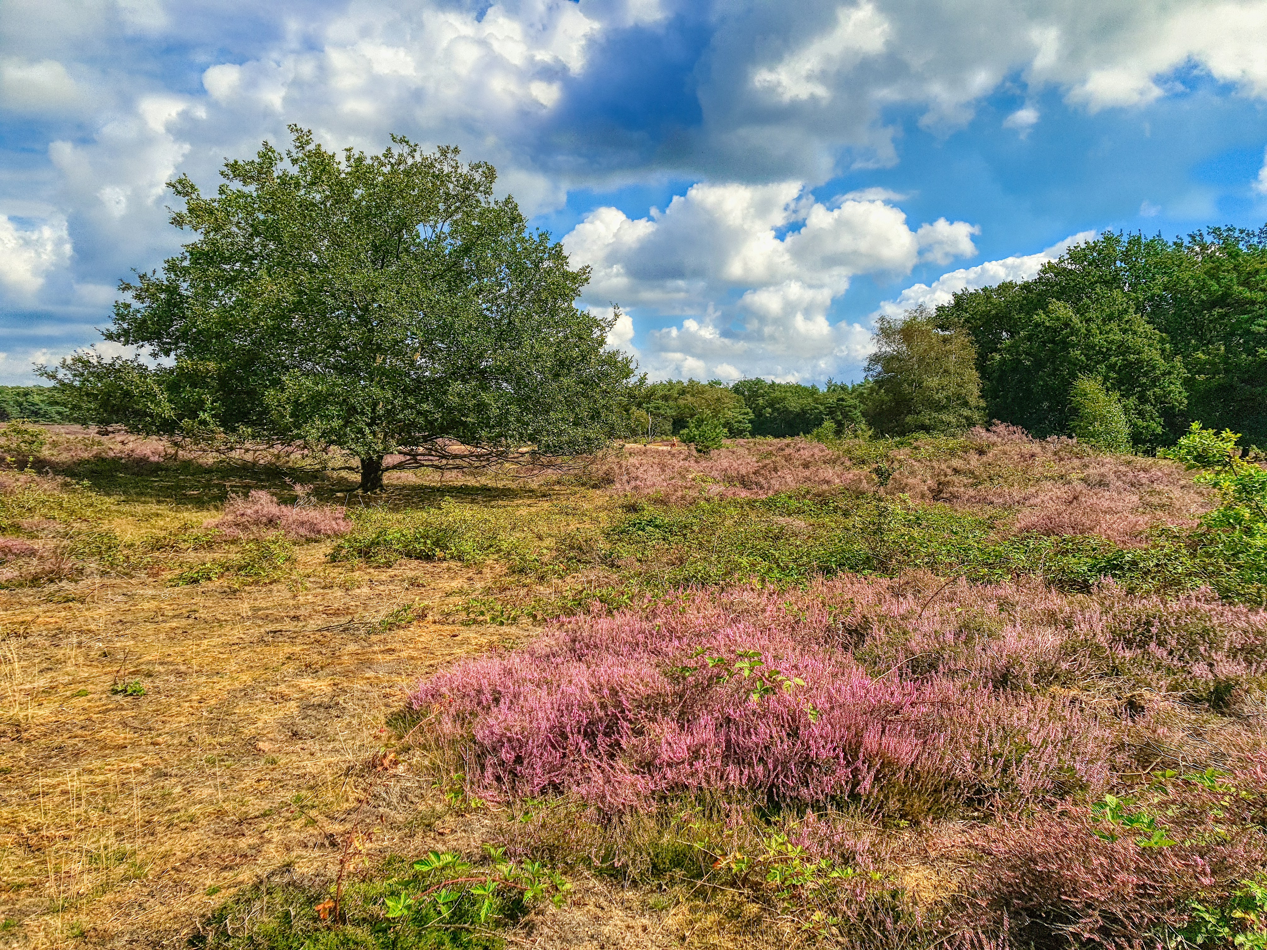 Photo by joranquinten