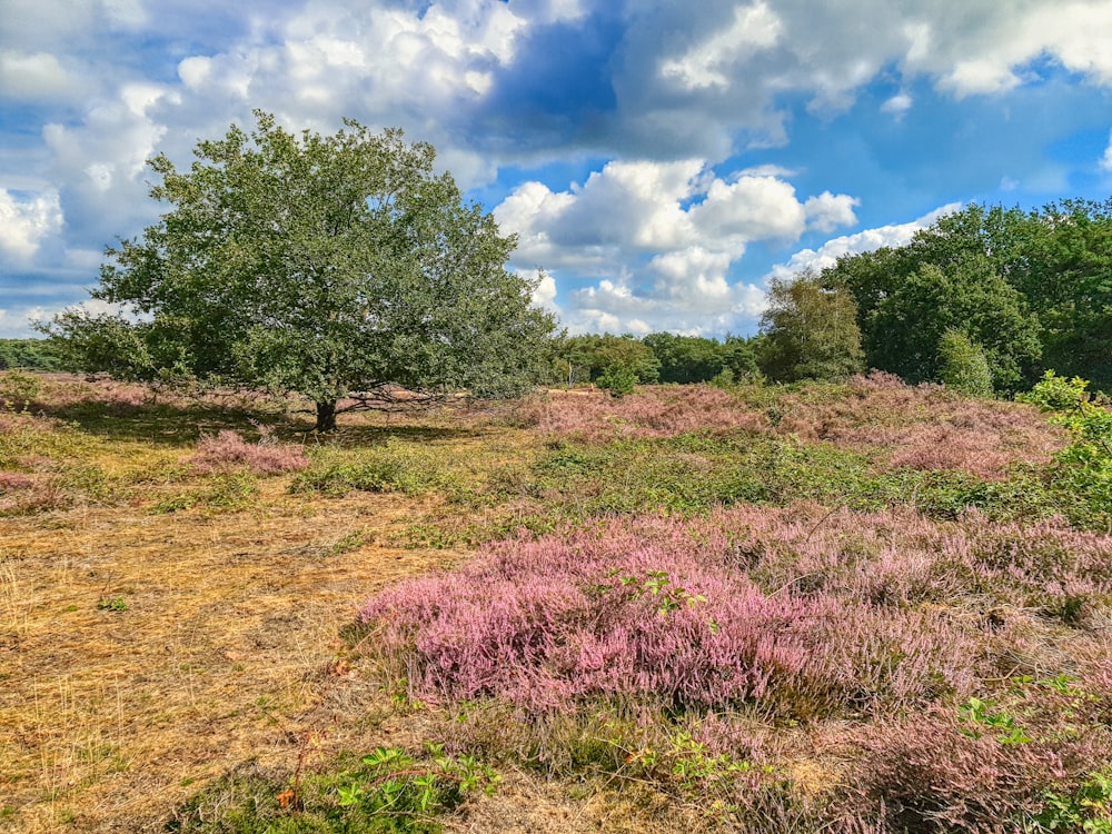 green grass field with trees under blue sky and white clouds during daytime