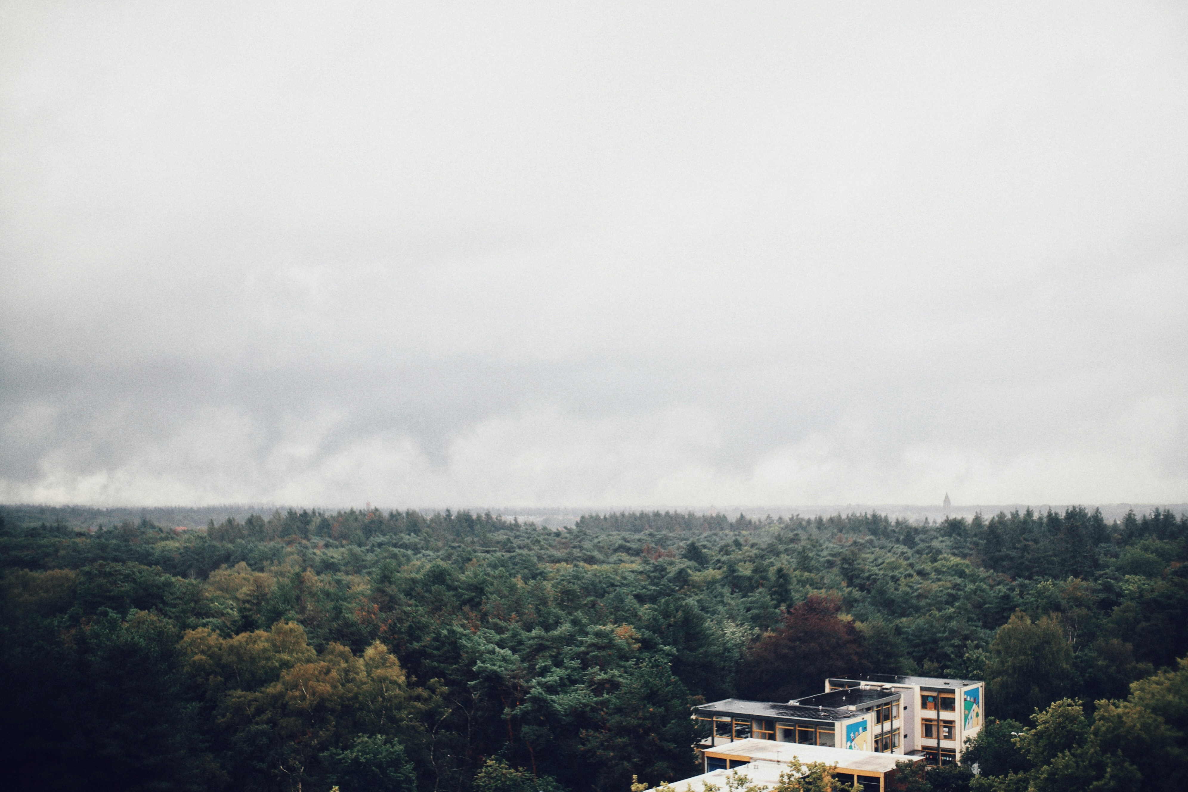 green trees under white sky during daytime