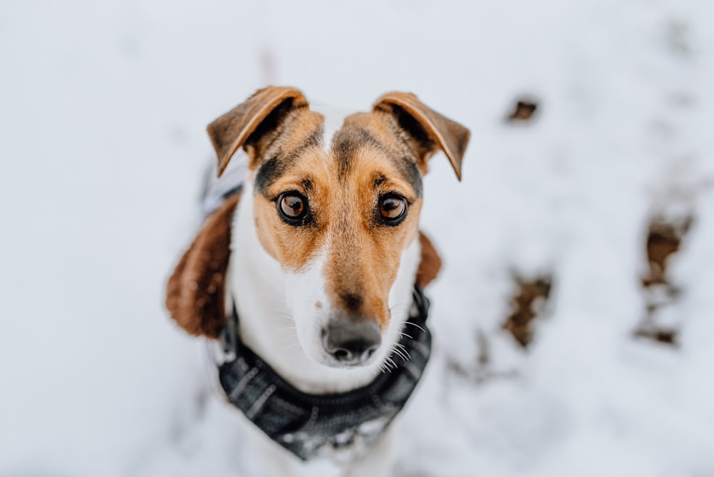 cão de pelagem curta marrom e branco no chão coberto de neve durante o dia