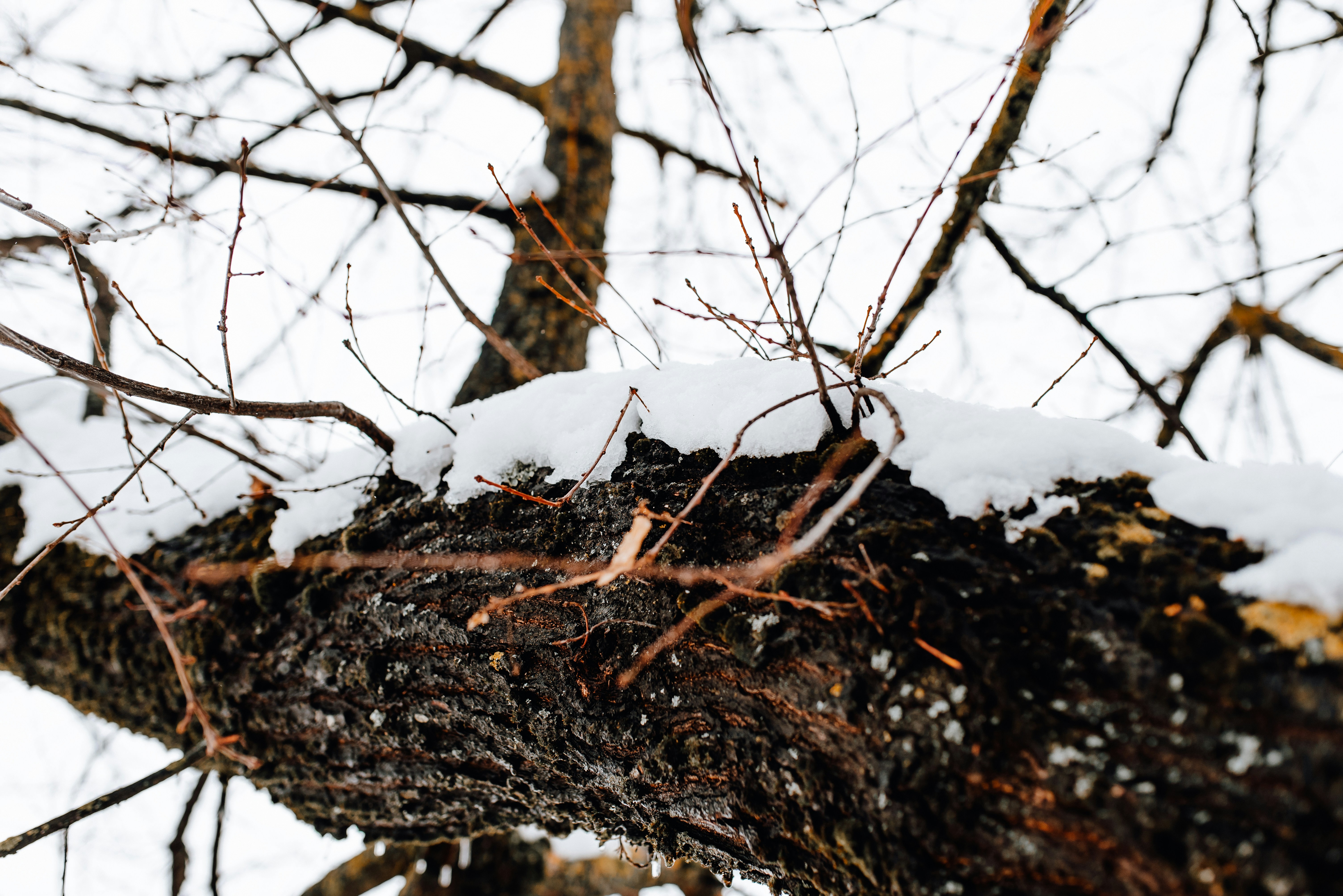 a snow covered tree branch in the winter