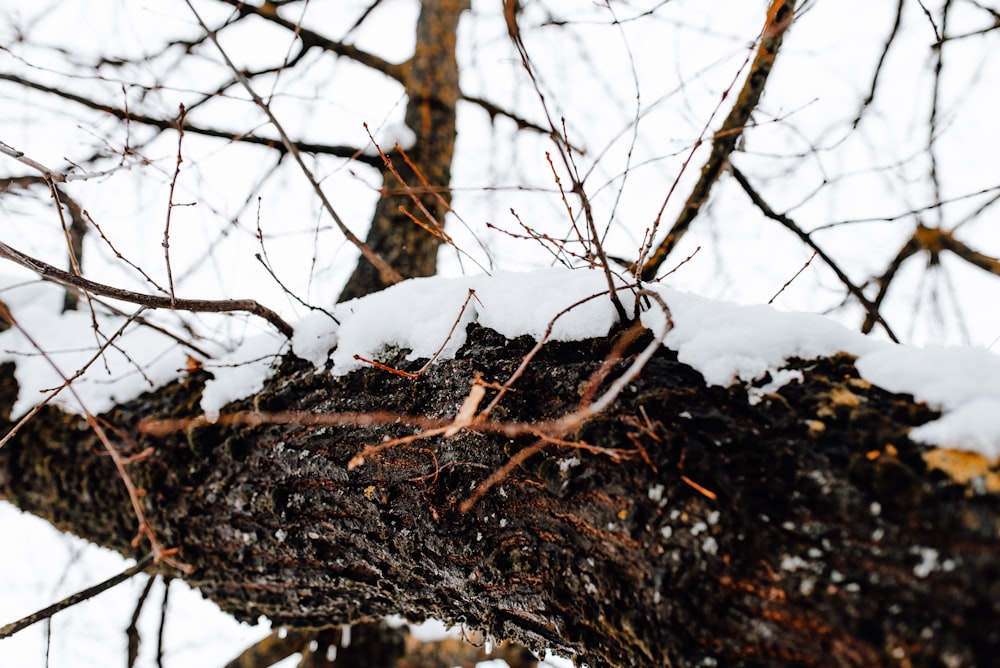 a snow covered tree branch in the winter