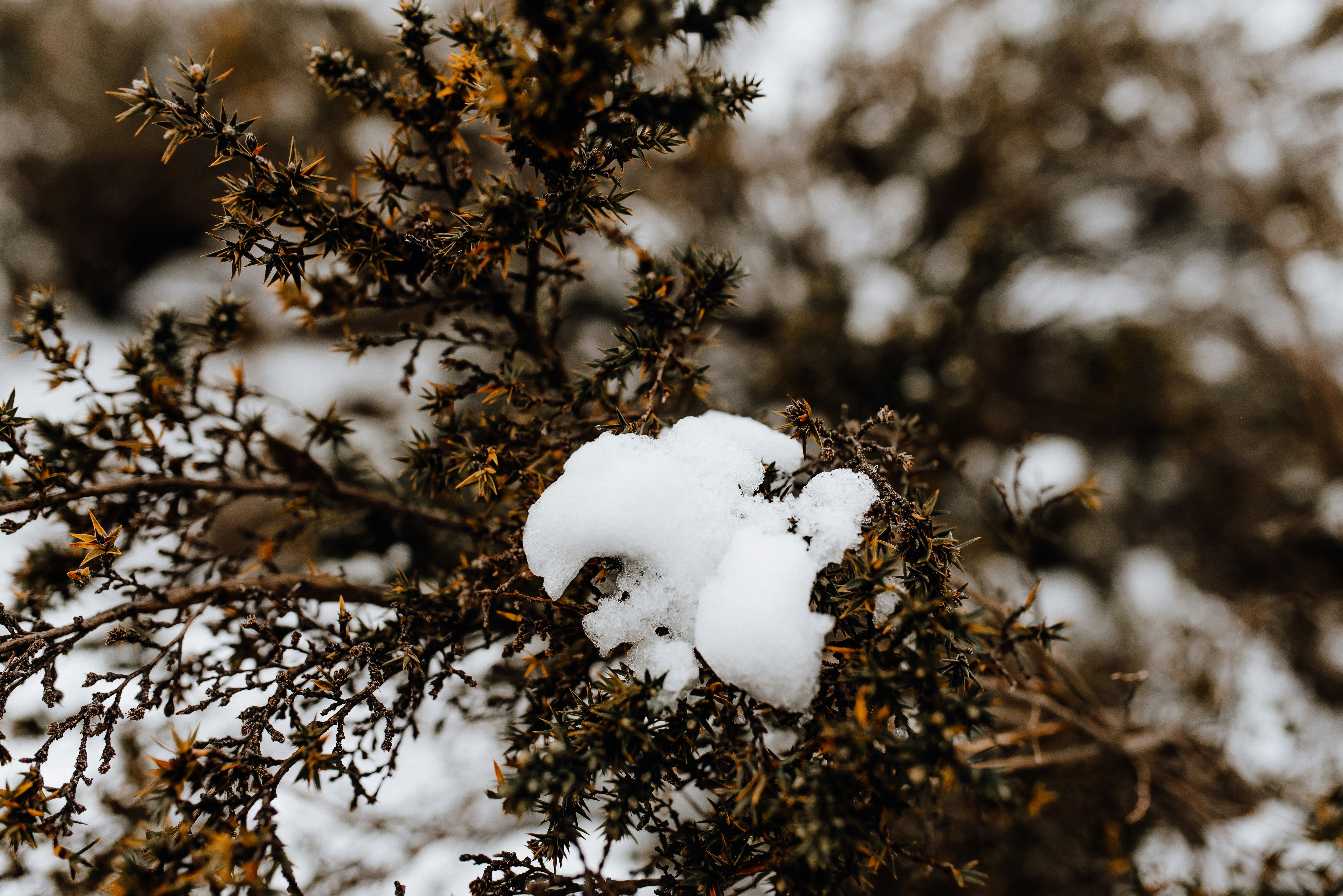 snow covered tree during daytime