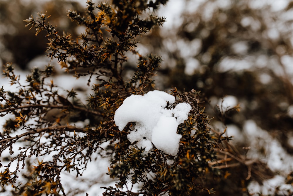 snow covered tree during daytime