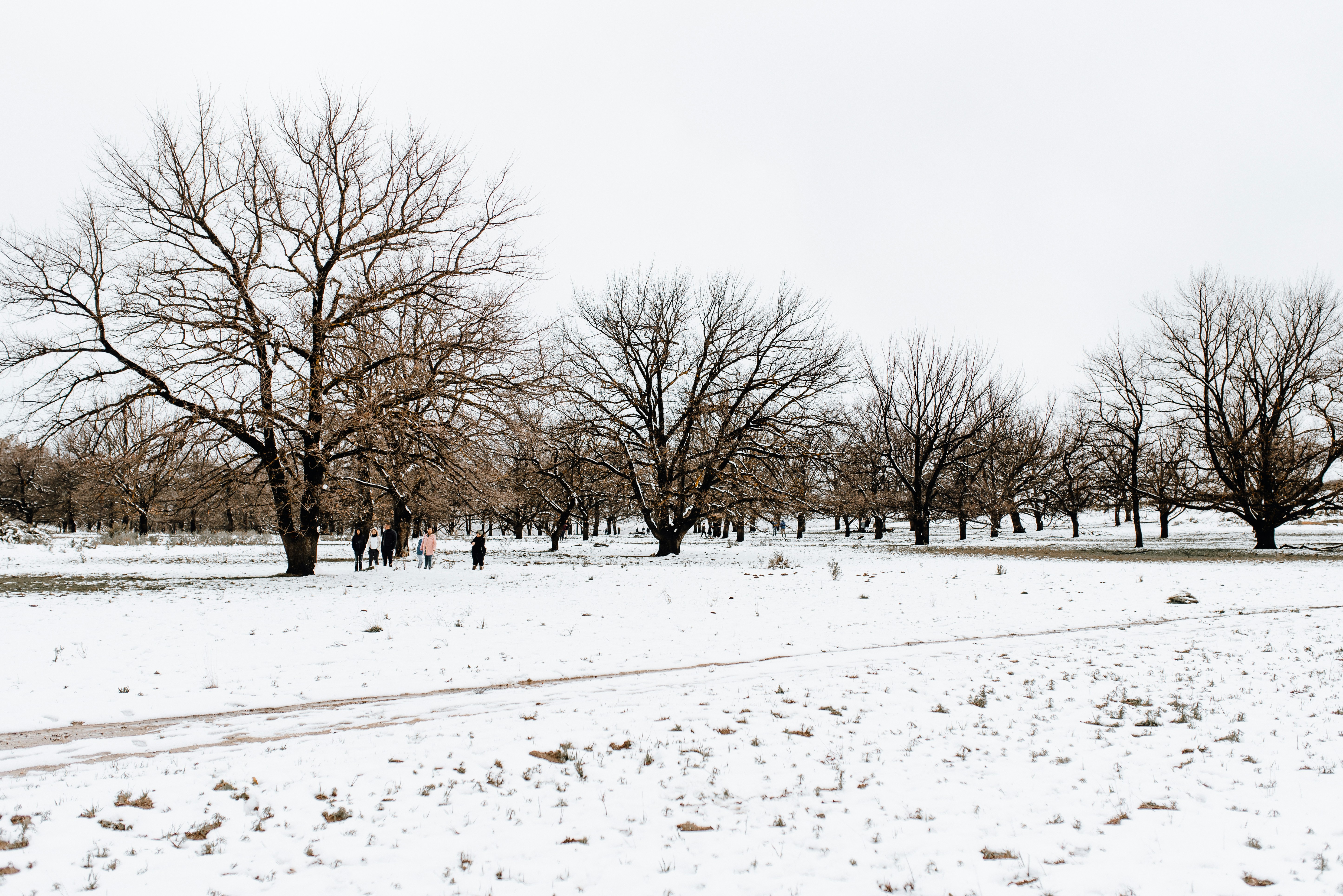 bare trees on snow covered ground during daytime