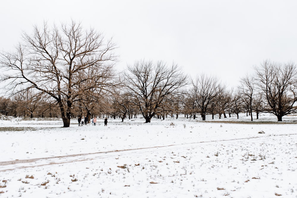 bare trees on snow covered ground during daytime