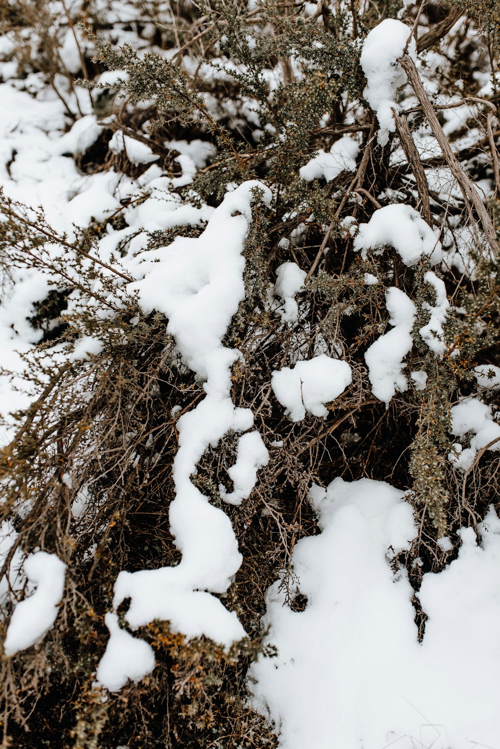 雪に覆われた茶色の葉のない木