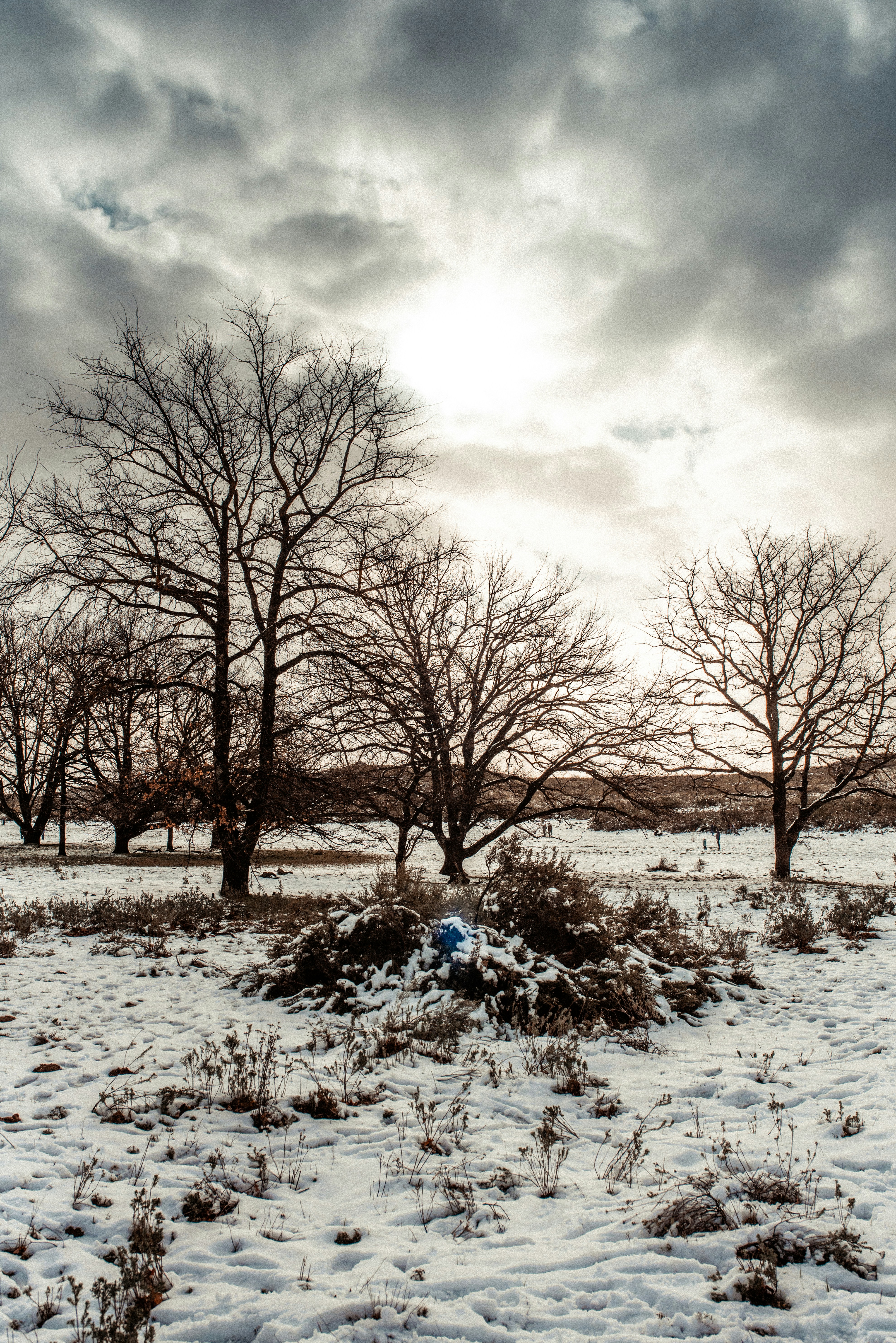 leafless trees on snow covered ground under cloudy sky during daytime