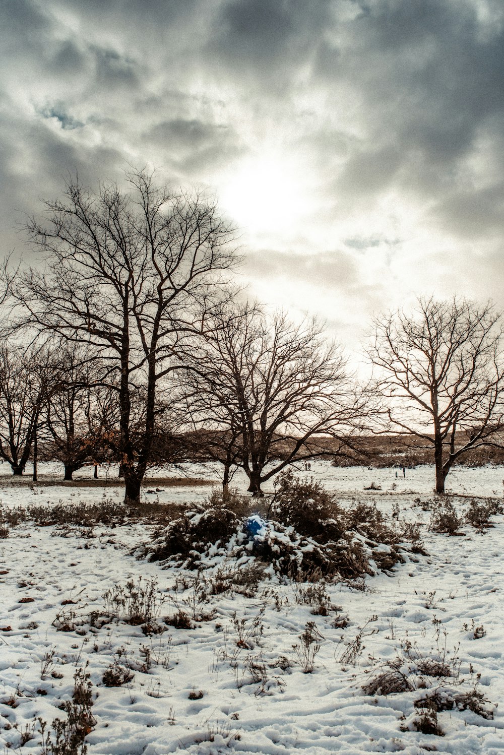 leafless trees on snow covered ground under cloudy sky during daytime