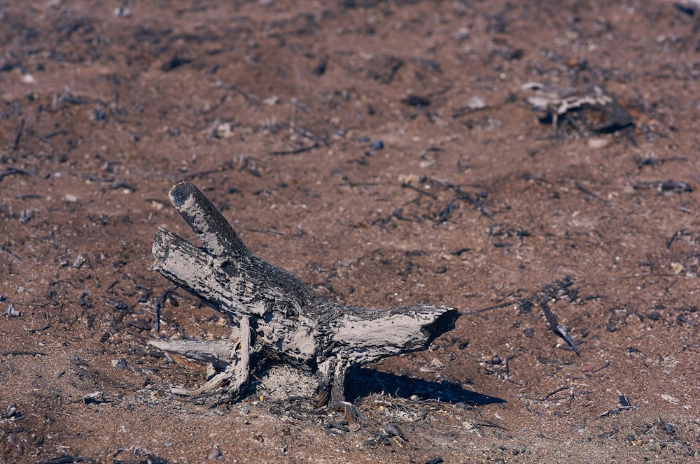 gray and black animal skeleton on brown soil