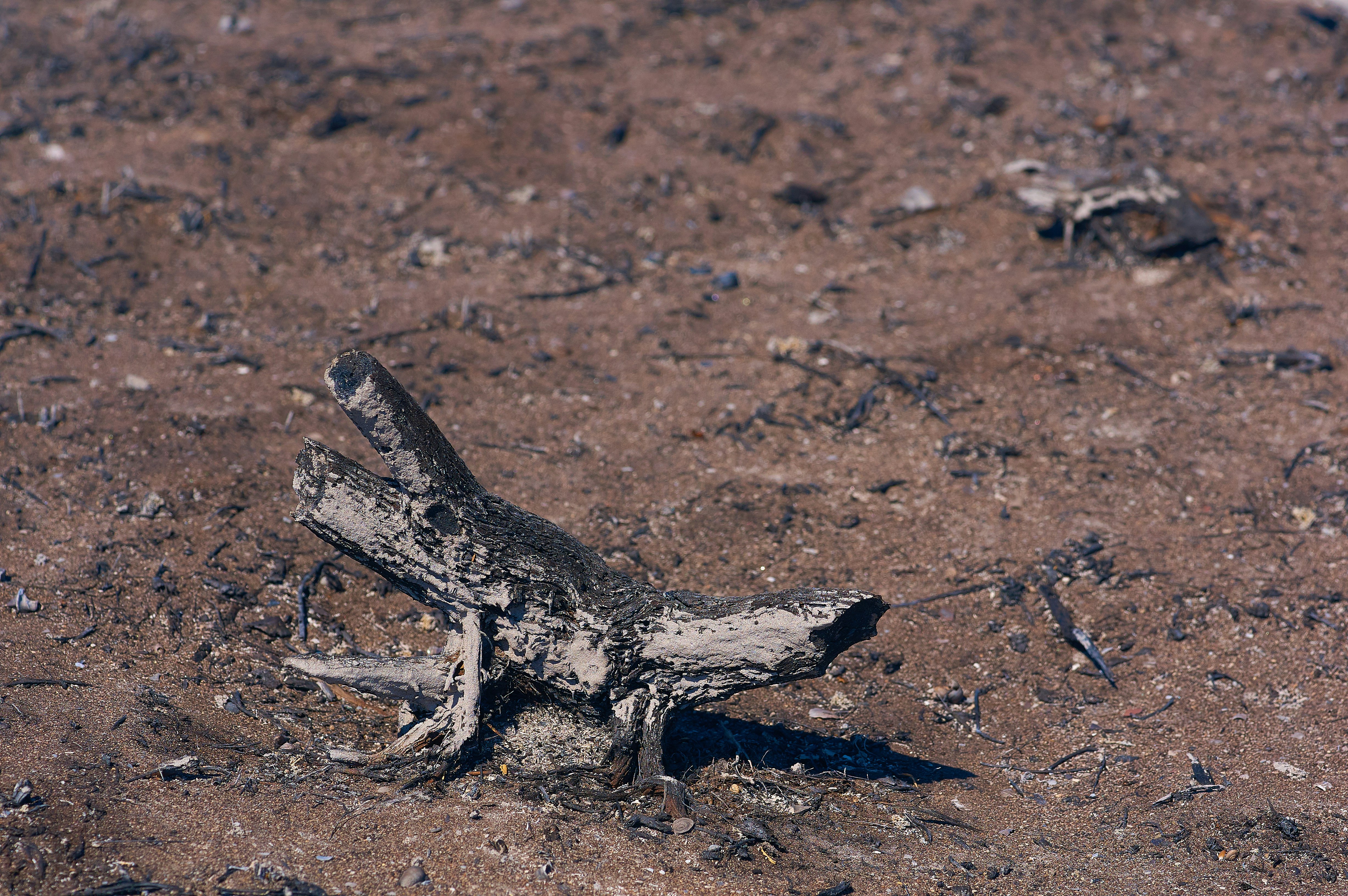 gray and black animal skeleton on brown soil
