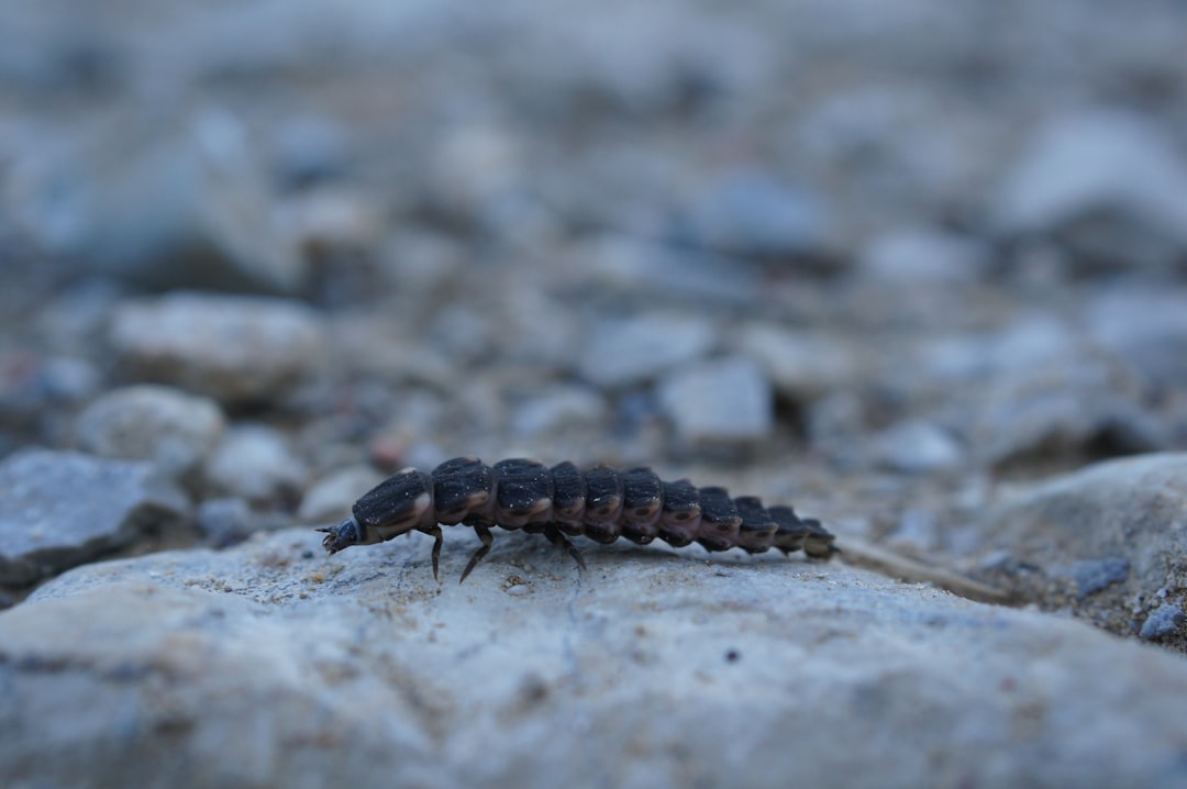 brown and black caterpillar on gray ground during daytime