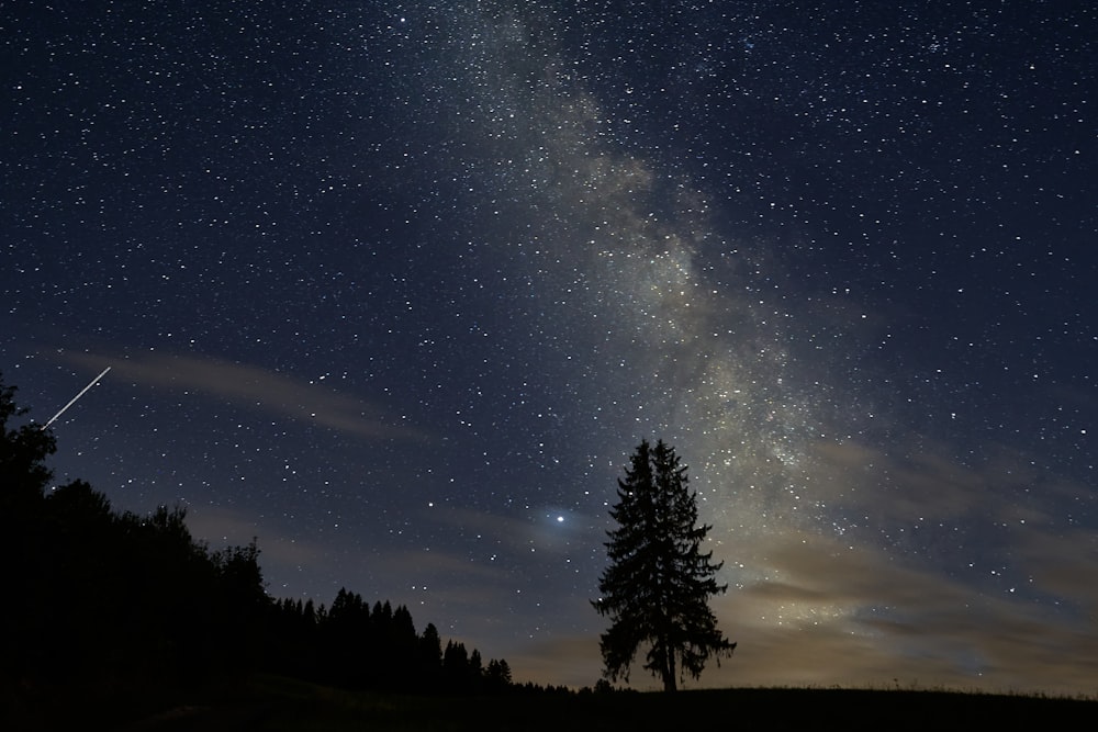 silhouette of trees under starry night