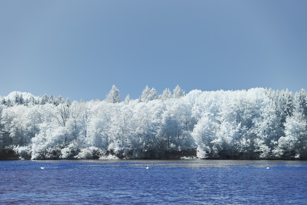 snow covered trees near body of water during daytime