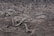 A desolate landscape with scorched earth and scattered burnt tree branches. The ground is covered in ash and charred debris, suggesting a recent wildfire. The scene is barren, with no vegetation or signs of life.