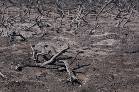 A desolate landscape with scorched earth and scattered burnt tree branches. The ground is covered in ash and charred debris, suggesting a recent wildfire. The scene is barren, with no vegetation or signs of life.