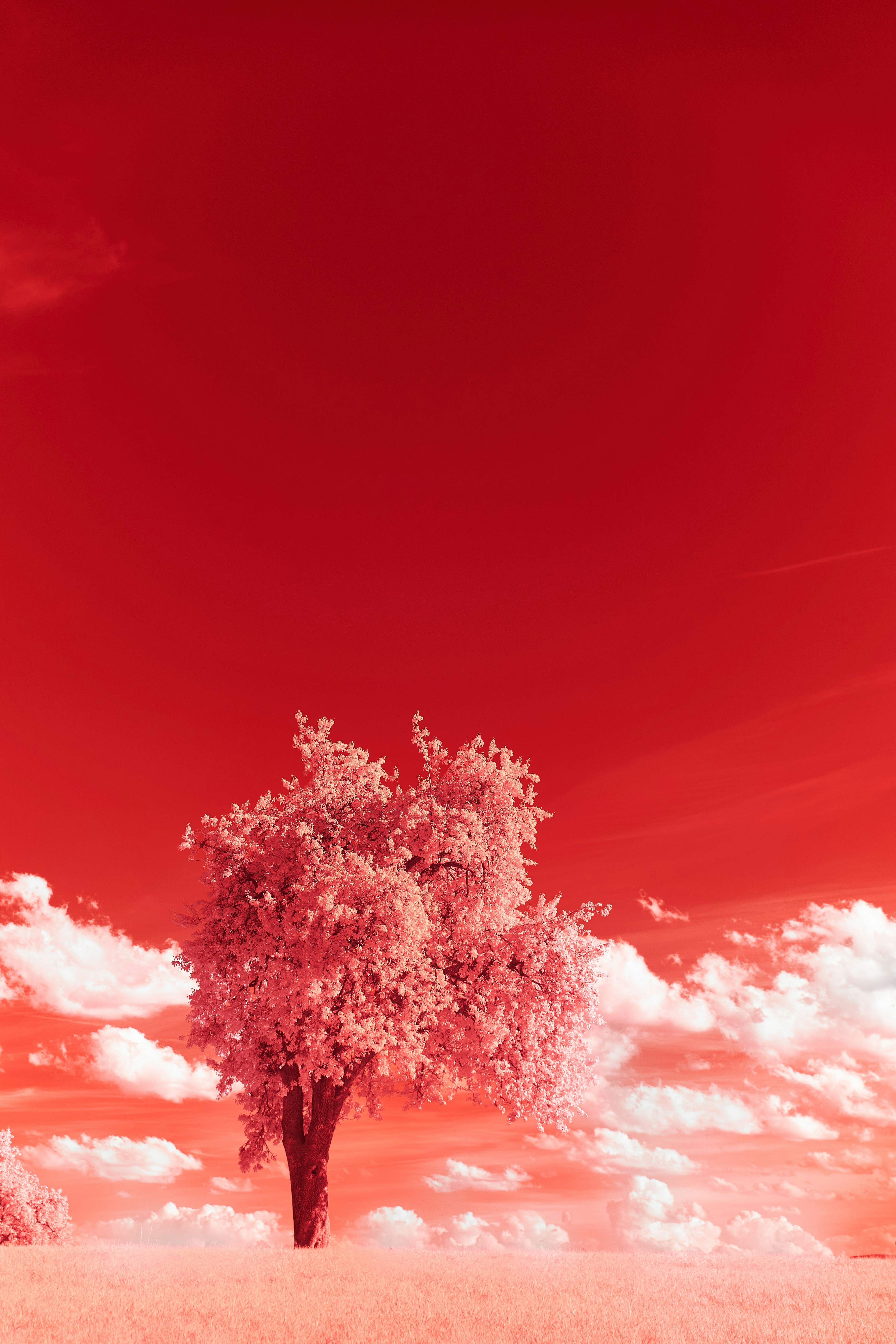 Photo by wolfgang_hasselmann