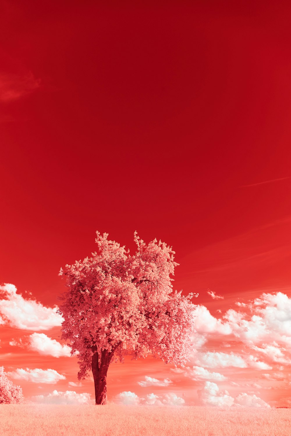 tree under blue sky during daytime