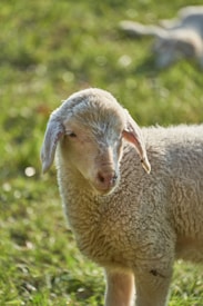 A young lamb stands in a grassy field, its woolly coat illuminated by soft sunlight. The focus is primarily on the lamb, with its gentle expression and slightly tilted head. The background is blurred, consisting of green grass and hints of another sheep lying down.