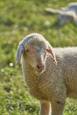 A young lamb stands in a grassy field, its woolly coat illuminated by soft sunlight. The focus is primarily on the lamb, with its gentle expression and slightly tilted head. The background is blurred, consisting of green grass and hints of another sheep lying down.