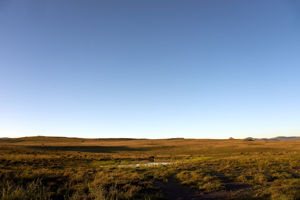 green grass field under blue sky during daytime