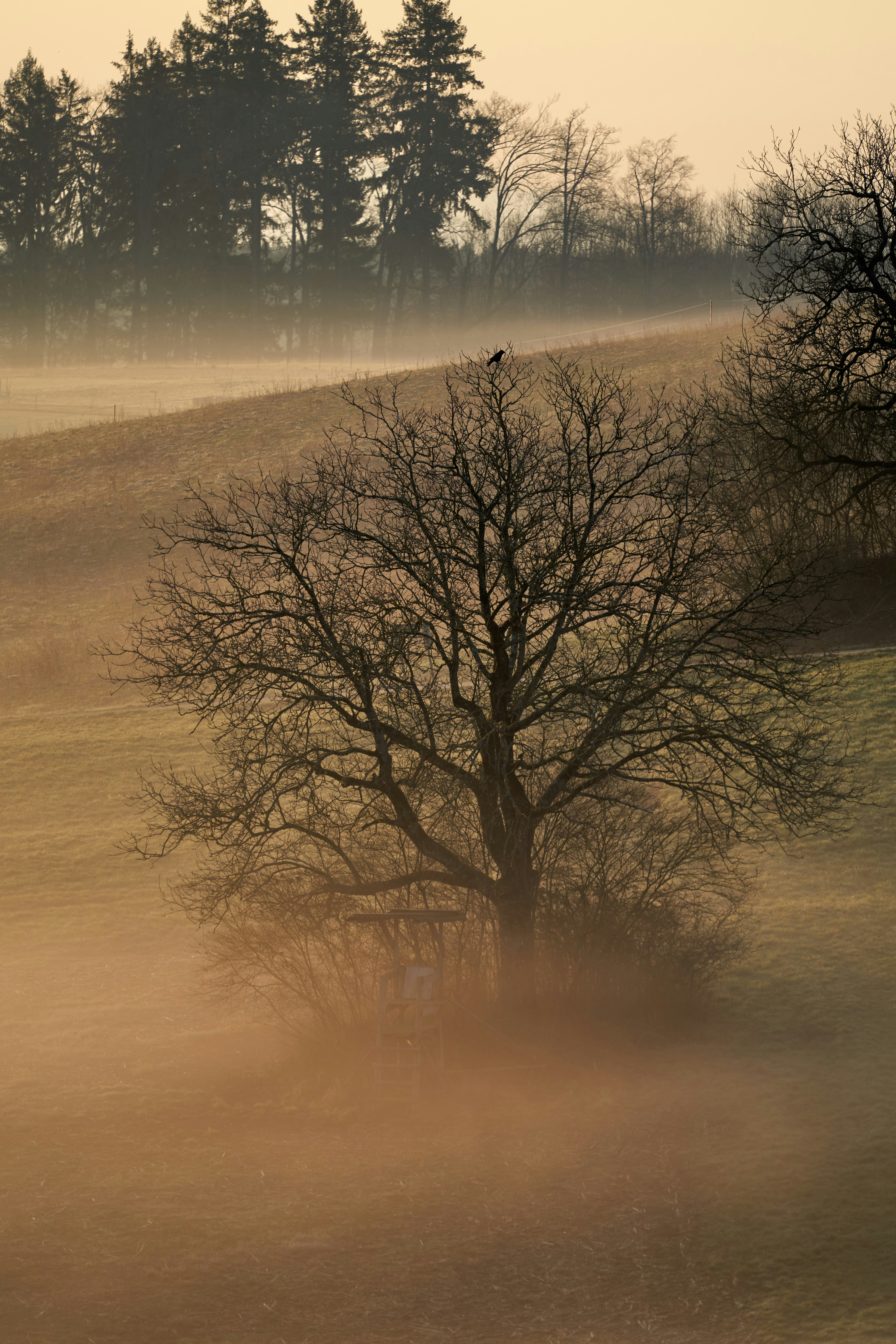 Photo by wolfgang_hasselmann