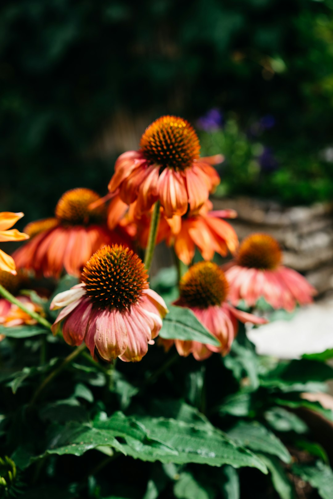 red and yellow flower in tilt shift lens