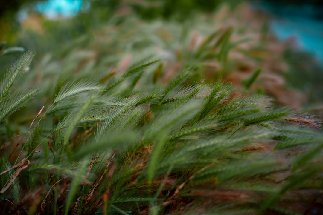 green and brown grass in close up photography