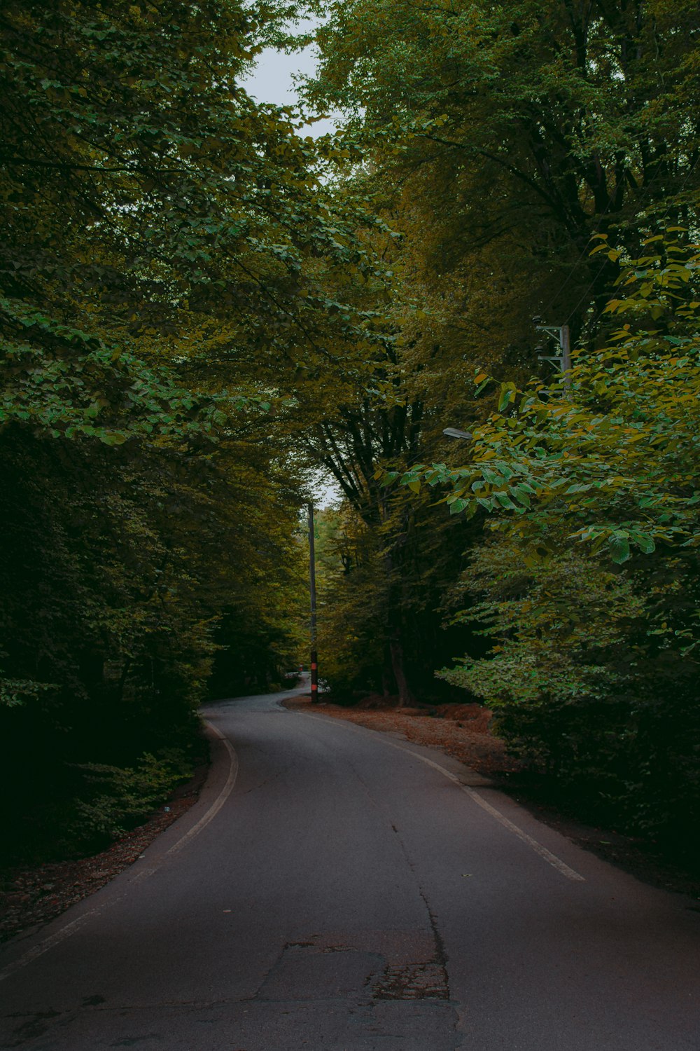 gray concrete road between green trees during daytime