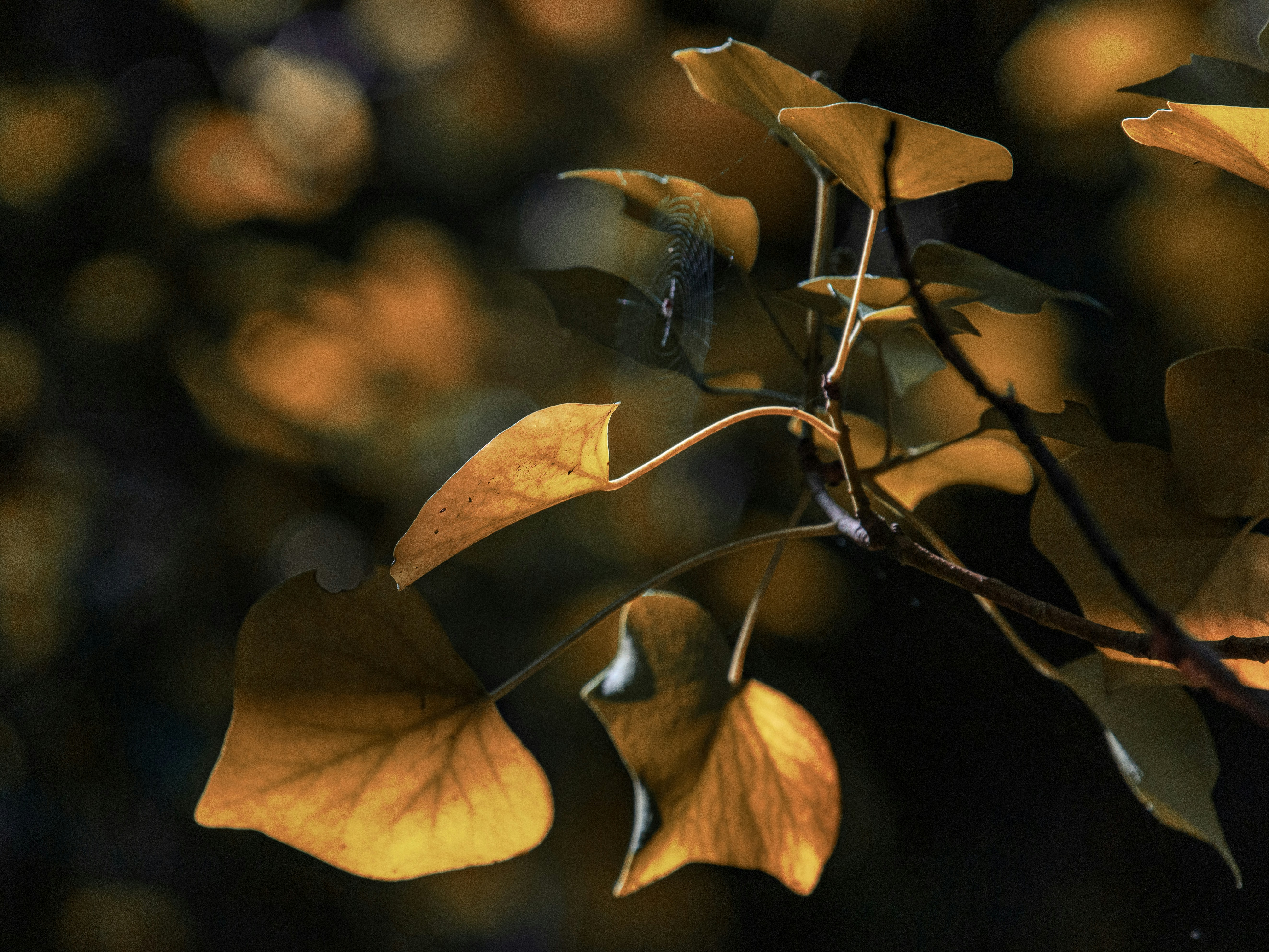 Photo by grievek1610begur