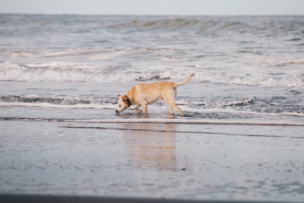 brown short coated dog walking on seashore during daytime