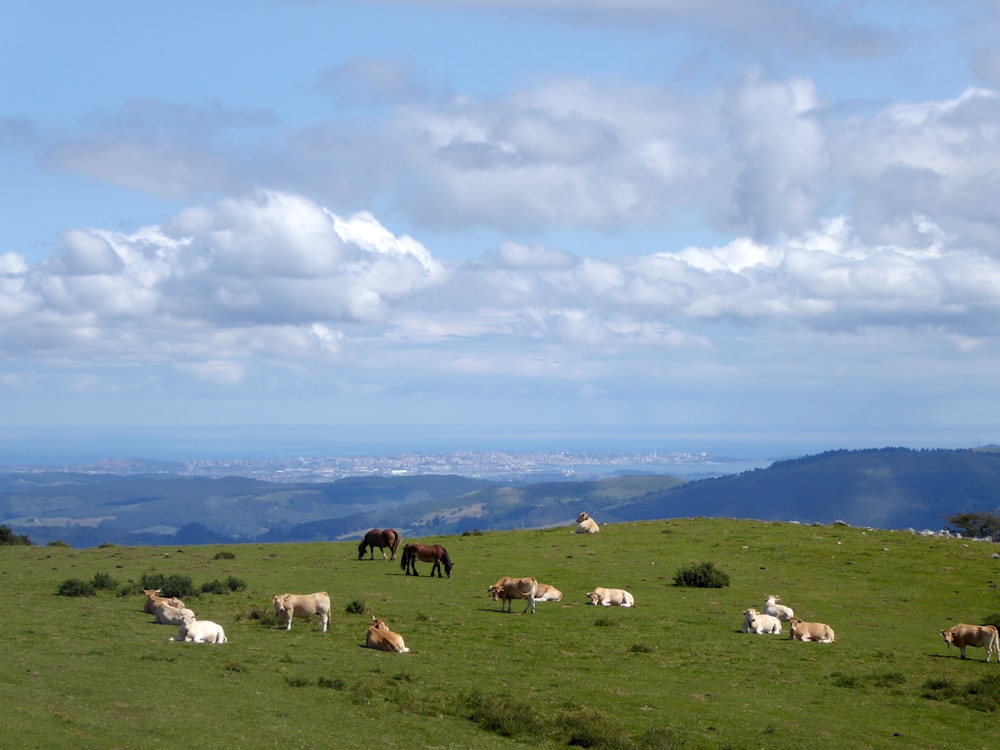 mandria di cavalli sul campo di erba verde durante il giorno