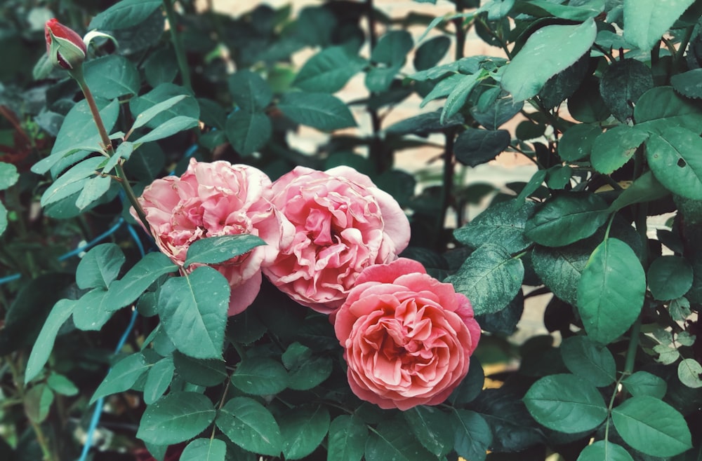 pink roses in bloom during daytime