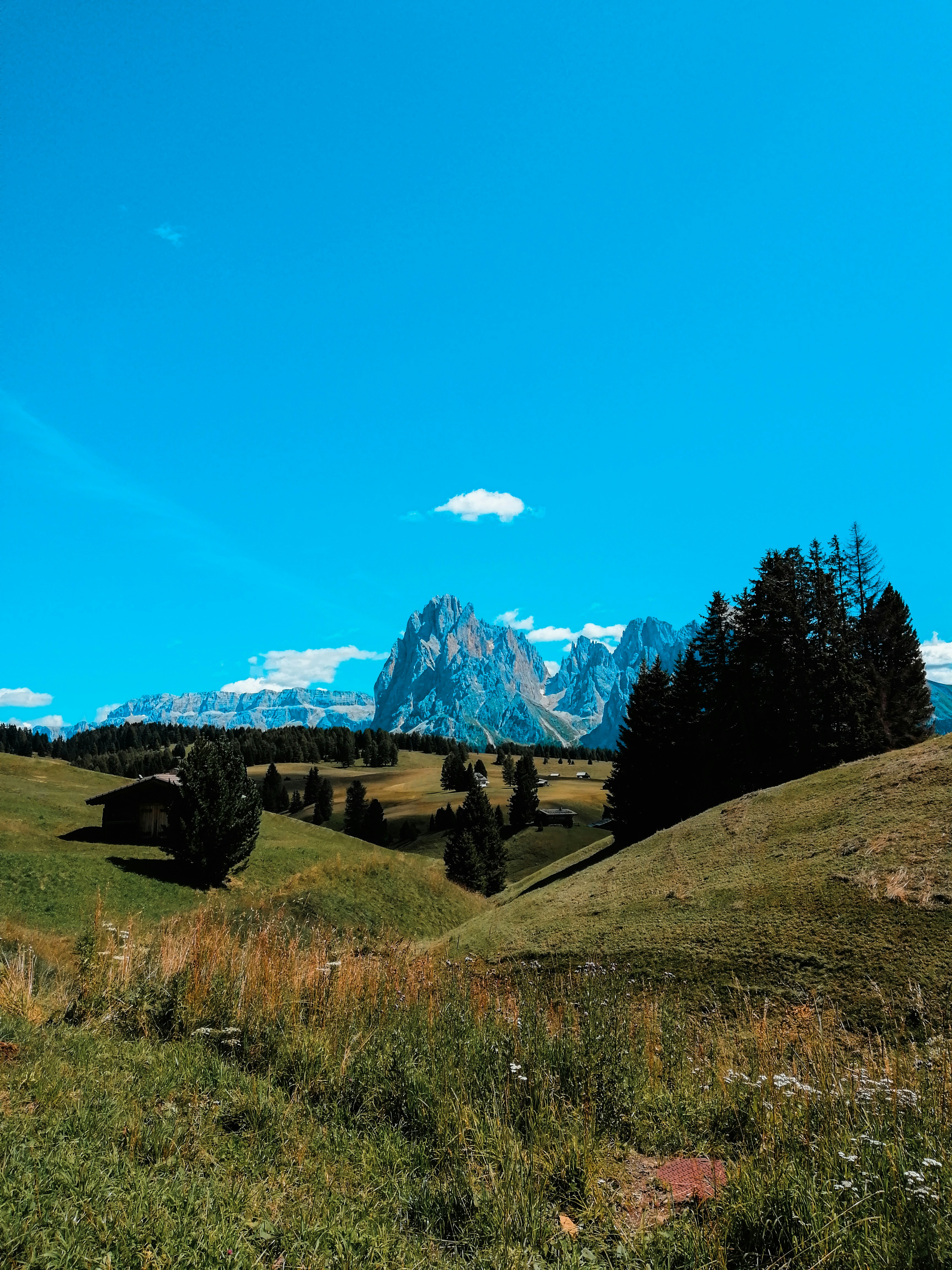 Green trees on brown grass field under blue sky during daytime photo ...