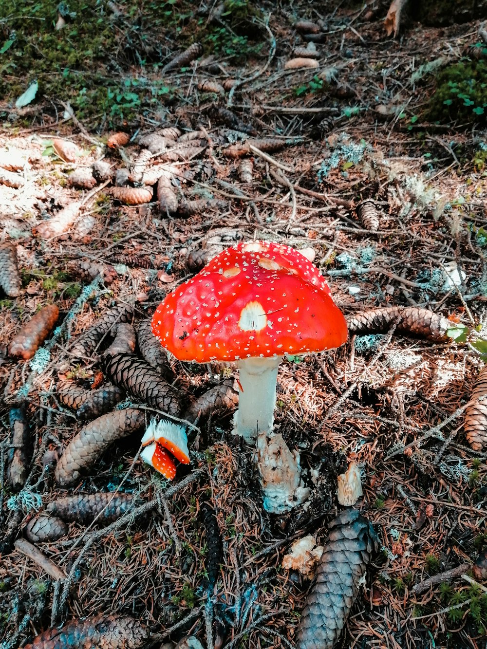 red and white mushroom surrounded by dried leaves