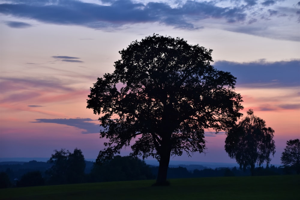 green tree on green grass field during sunset