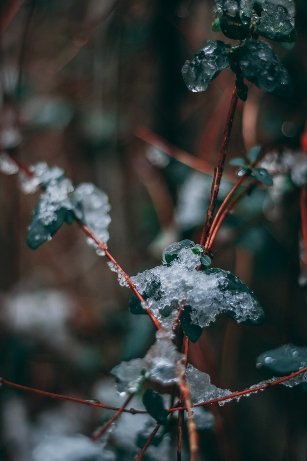 red and white plant with water droplets