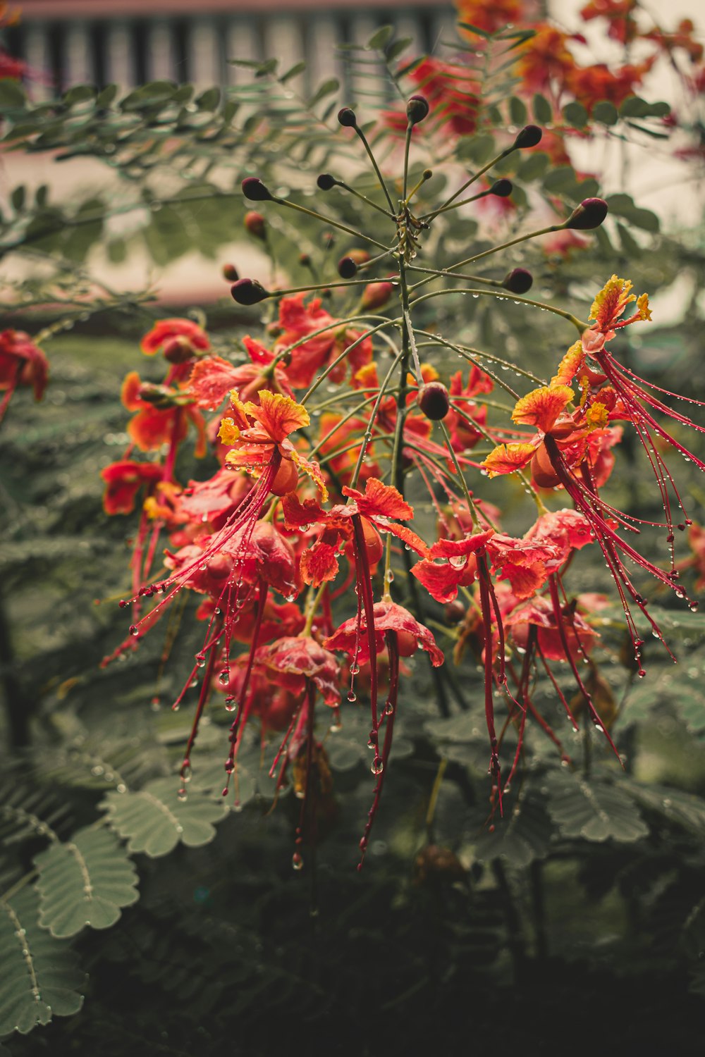 red and yellow flowers in tilt shift lens