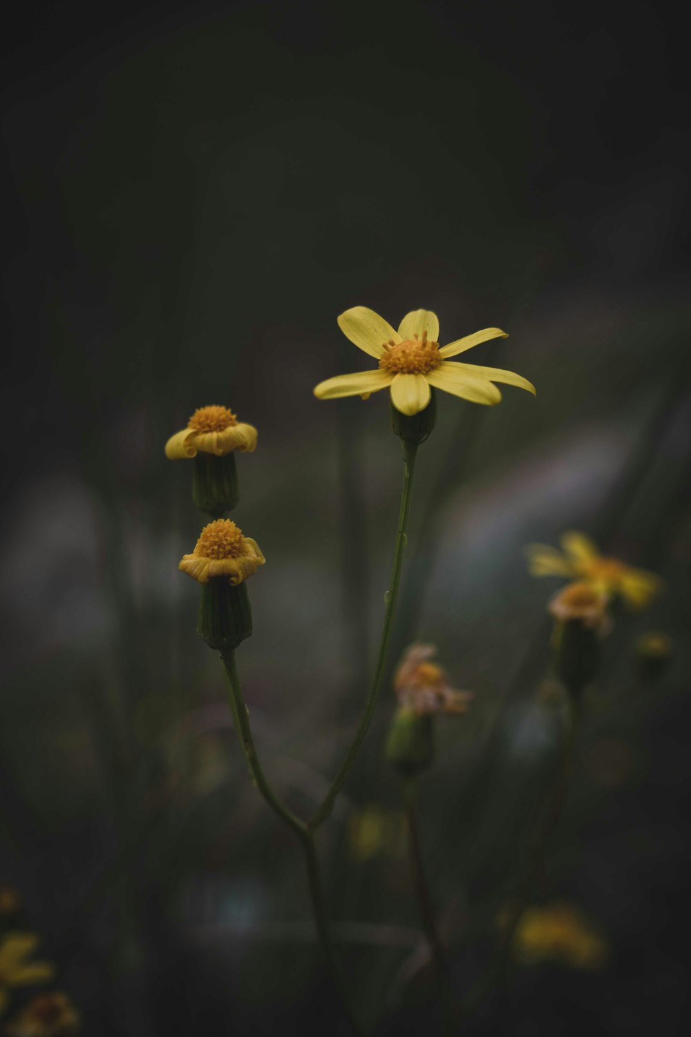 yellow flower in tilt shift lens