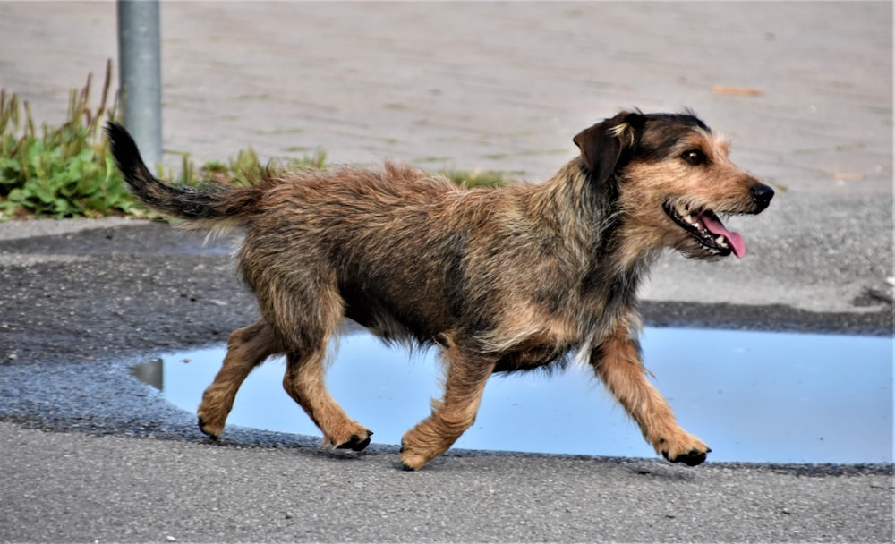 brown and black short coated dog running on gray concrete road during daytime