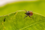 brown spider on green leaf